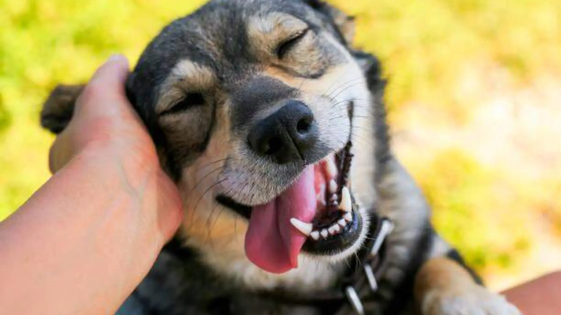 perrito sonriendo